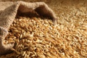 barley - product's photo