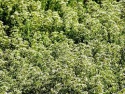 100% pure organic greek oregano essential oil  - product's photo